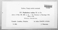 Phomopsis oxalina image